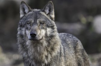 BJV fordert Aufnahme vom Wolf ins Jagdrecht