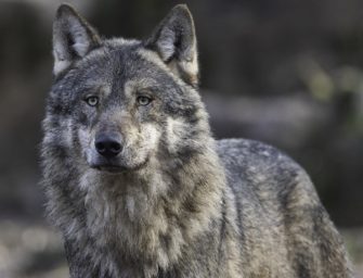 BJV fordert Aufnahme vom Wolf ins Jagdrecht