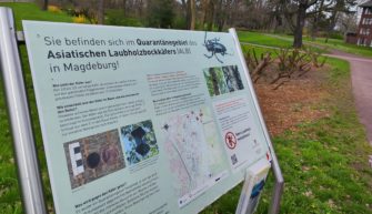 Asiatischer Käfer bedroht unser heimisches Laubholz