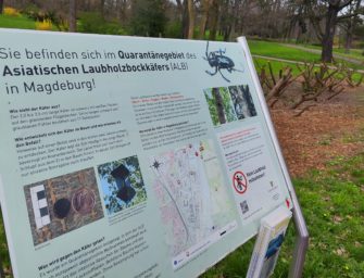 Asiatischer Käfer bedroht unser heimisches Laubholz