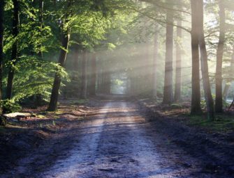 35 Jahre Zweckverband Schaalsee-Landschaft: Erfolgreicher Naturschutz