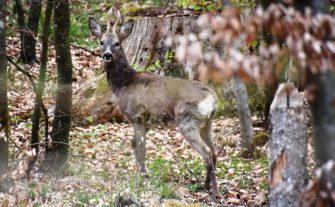 Saisonstart: Auf die Plätze, fertig, Bockjagd!