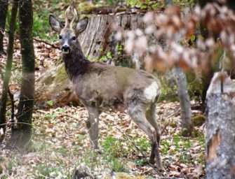 Saisonstart: Auf die Plätze, fertig, Bockjagd!