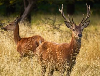 Jäger sterben nach Verzehr von krankem Hirsch