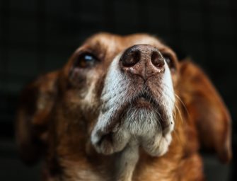 ASP in Polen: LJVB bildet zum dritten Mal Kadaversuchhunde aus