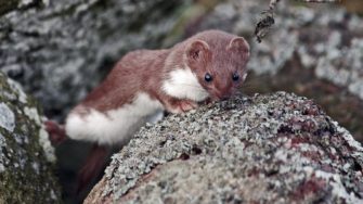 Neuseeland: 280.000€ für ein Hermelin