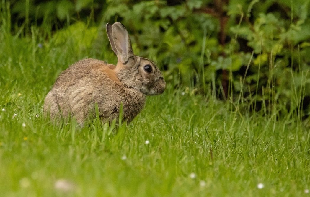 european-rabbit-6293205_1280