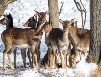 Leichte Beute: Damwild für Jagdtourismus ausgesetzt
