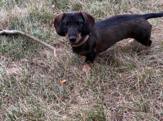 Verletzter Jagdhund: Wolf als Angreifer bestätigt