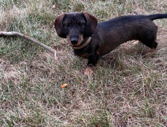 Wolf attackiert Rauhhaardackel – Hund leicht verletzt