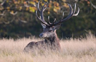 Petition gegen Lebensraumzerschneidung – jetzt unterschreiben