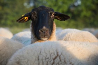 Trendwende Wolf: Hessen präsentiert Maßnahmenpaket