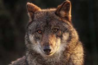 Baden-Württemberg: Trächtiger Wolf bei Schluchsee überfahren