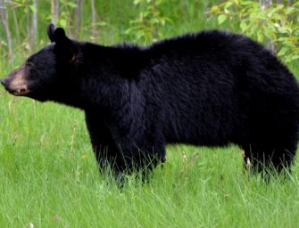 An Trichinellose erkrankt: Familie isst Bärenfleisch