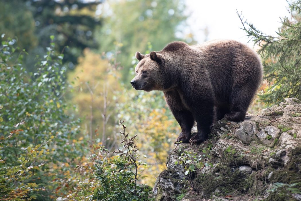 bear-7237042_1280