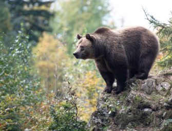 Braunbären in der Slowakei – Abschuss soll erleichtert werden