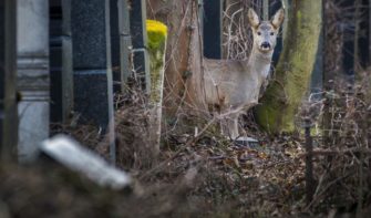 Friedhofs-Rehe in Fulda spalten die Gemüter