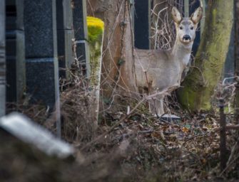 Friedhofs-Rehe in Fulda spalten die Gemüter