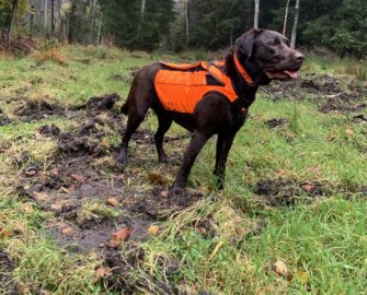 Die Brauchbarkeitsprüfung und was sie noch wert ist