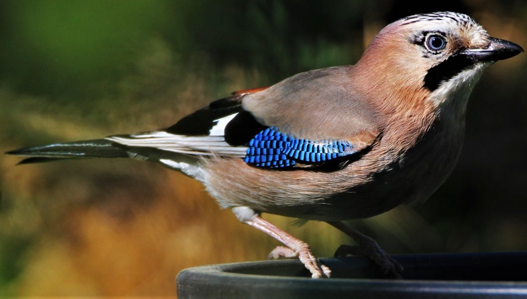 jay-5229156_1920