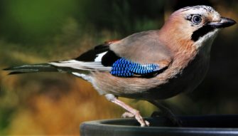 Eichelhäher in Bayern: Grüne fordern Abschussverbot