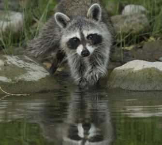 Waschbären: Maskierte Gefahr für Amphibien und Reptilien
