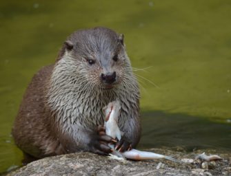 Bayern: Fischotter bleibt weiterhin unantastbar