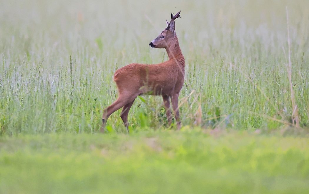 roe-deer-7344524_1920