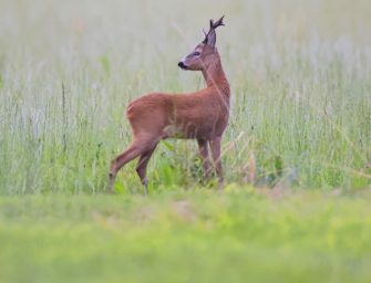 JÄGER Bockparade 2025