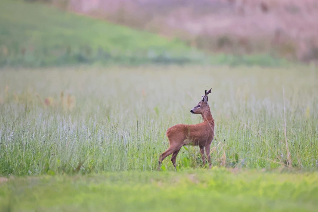 roe-deer-7344524_1920