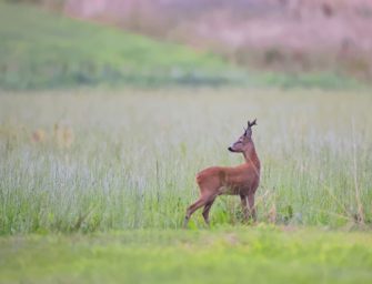 Wilderei? Freilaufender Hund soll Reh verletzt haben