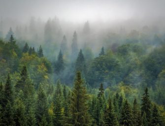 Unser Wald leidet: Waldzustandsbericht 2023