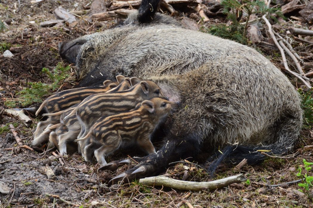 wild-boar-1721238_1920