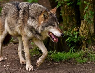Wolfshybriden: War der Angreifer ein Mischling?