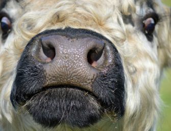 Tierschutzgerecht Töten – der Weideschuss auf Freilandrinder