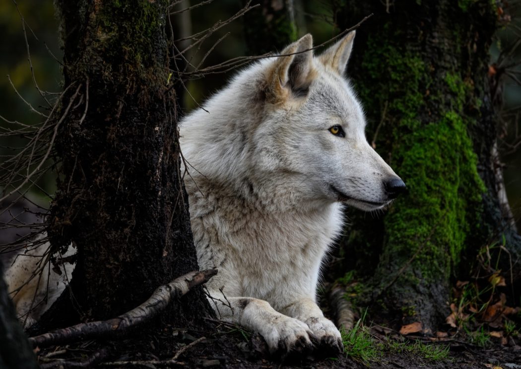 grey-wolf-7589920_1920
