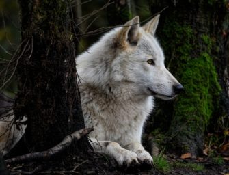 Thema Wolf bei der Umweltministerkonferenz