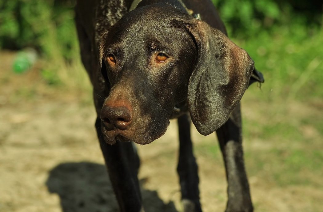 hunting-dog-4348909_1920 (1)