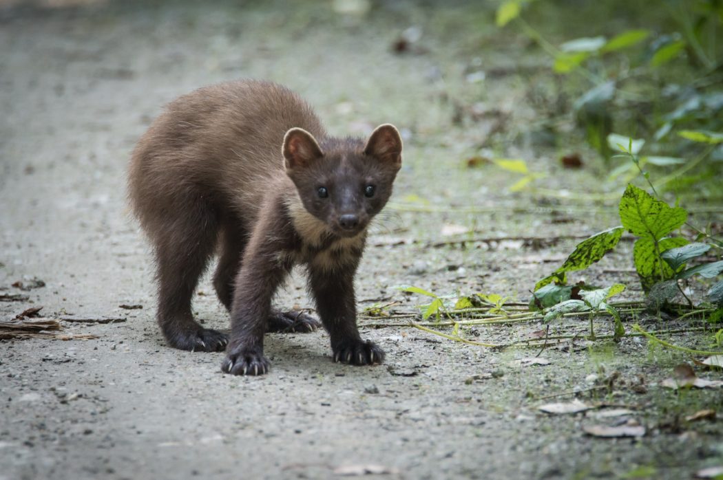 marten-881029_1920