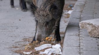 ASP- Ausbruch im hessischen Landkreis Groß-Gerau