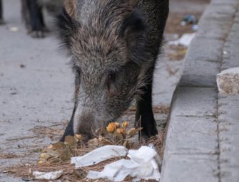 ASP- Ausbruch im hessischen Landkreis Groß-Gerau