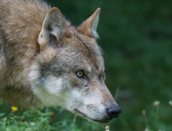 Italien will Wölfe jagen: Neues Wolfsmanagement