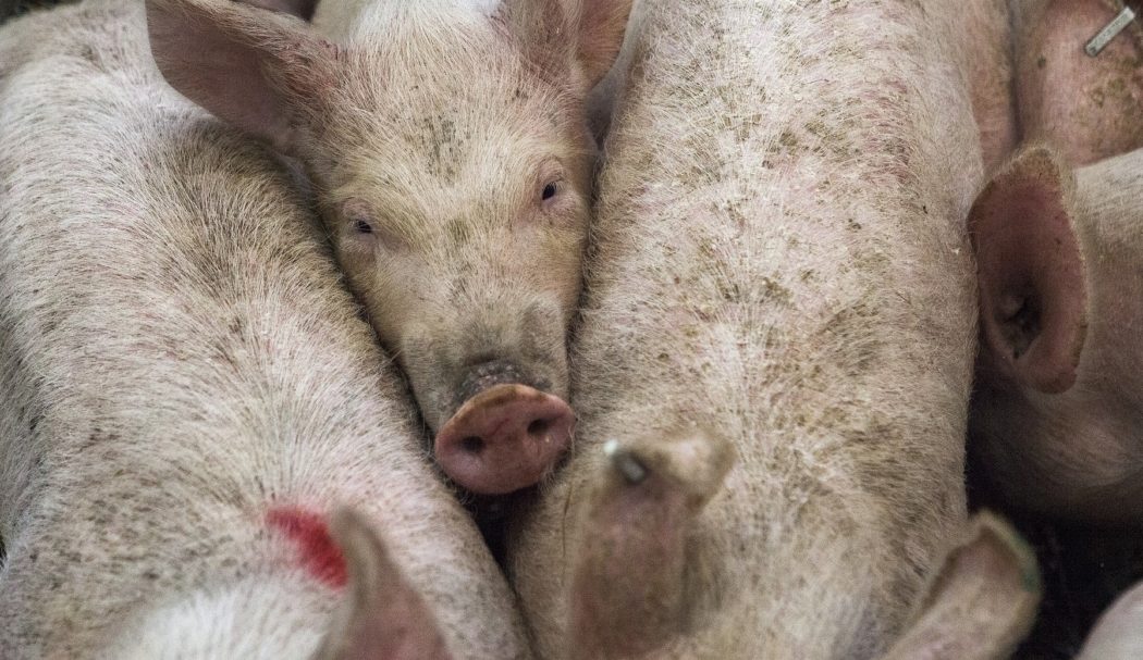 pigs-678199_1920 (1)