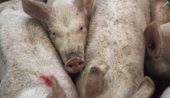 ASP-Ausbruch in Schweinemastanlage