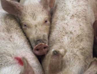 ASP-Ausbruch in Schweinemastanlage