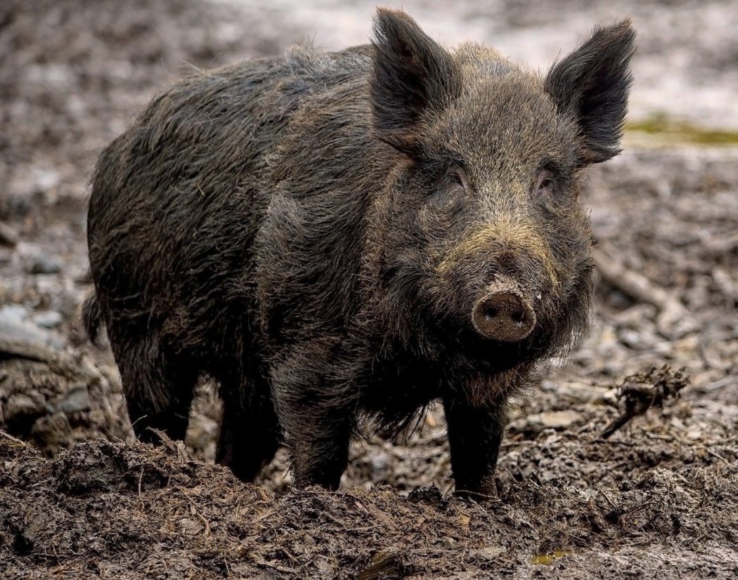wild-boar-7800887_1920 (1)