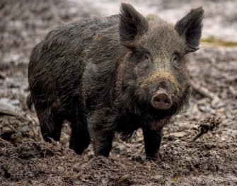 Kanadische Schweinezüchtung bedroht USA