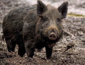 ASP-Prävention: Bayerns Wirtschaftsminister ruft zur Jagd auf