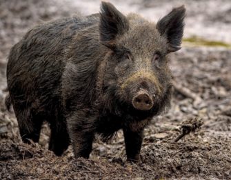 ASP in Hessen: Restriktionszone bis Baden-Württemberg