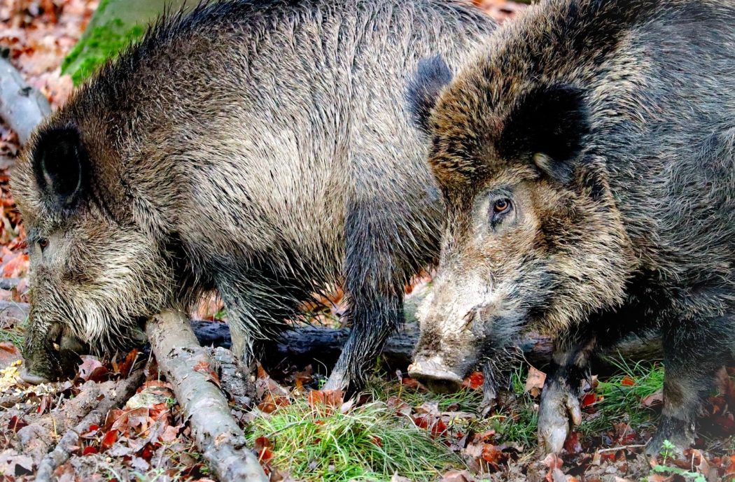 wild-boars-6898665_1920